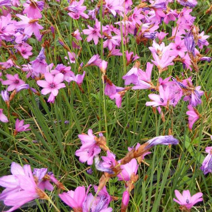 Dierama trichorhizum - Trichterschwertel (Blüte)