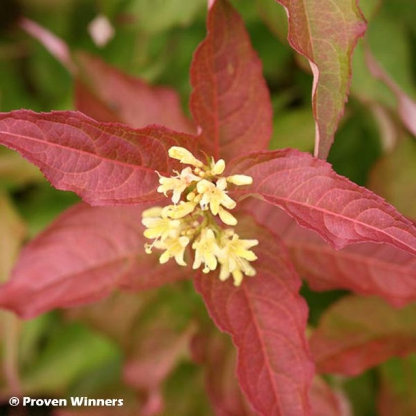 Diervilla Kodiak Red - Buschgeißblatt (Flowering)