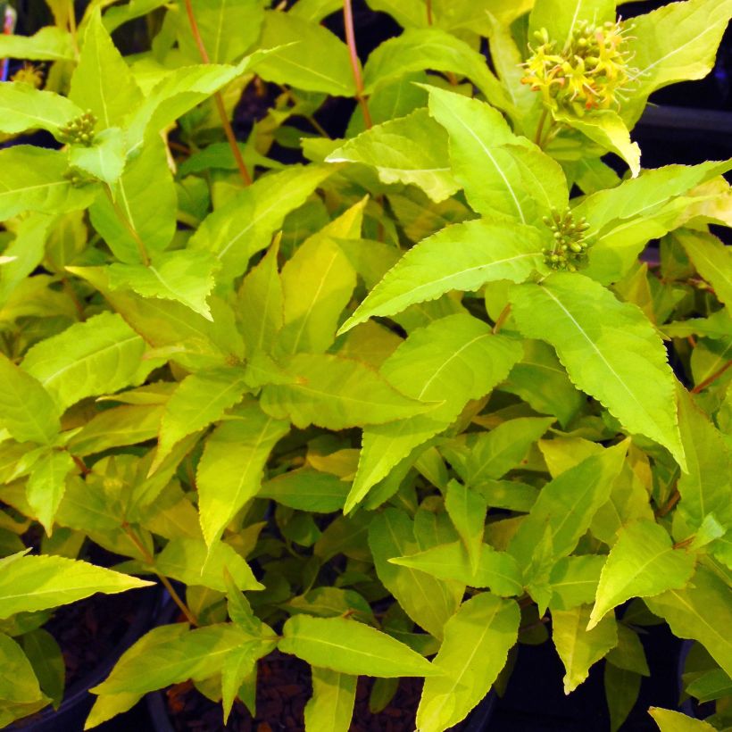 Diervilla rivularis Honeybee - Buschgeißblatt (Laub)