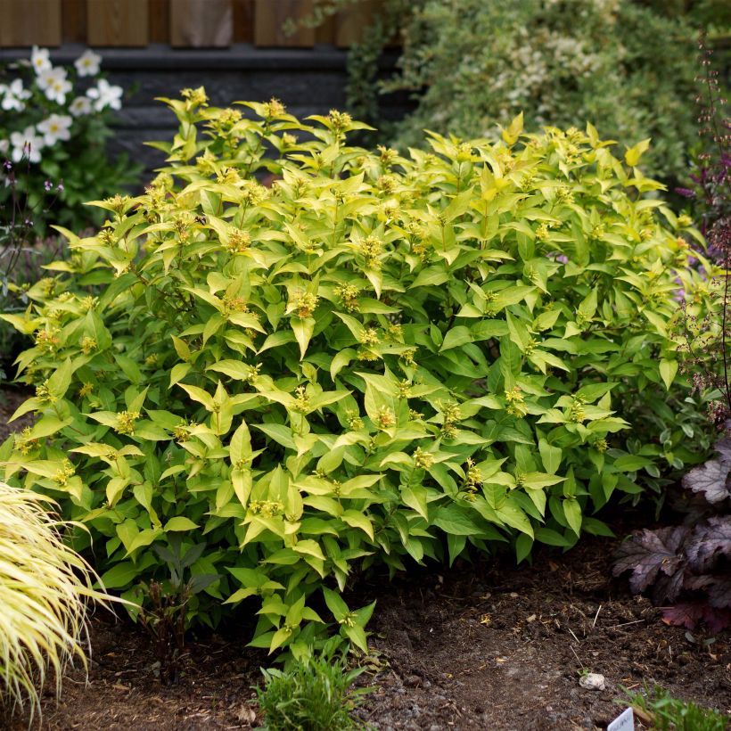 Diervilla rivularis Honeybee - Buschgeißblatt (Wuchs)