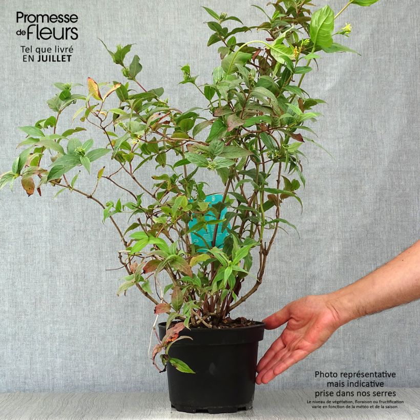 Exemplar von Diervilla splendens - Amerikanische Weigelie Topf mit 2L/3L wie im Sommer geliefert