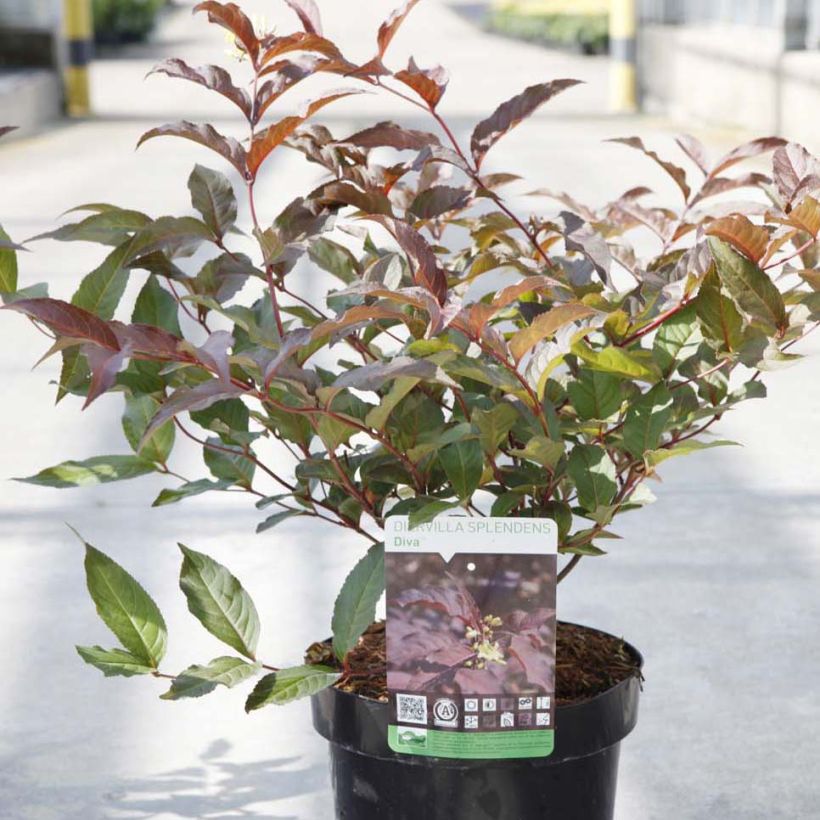 Diervilla splendens Diva - Buschgeißblatt (Wuchs)
