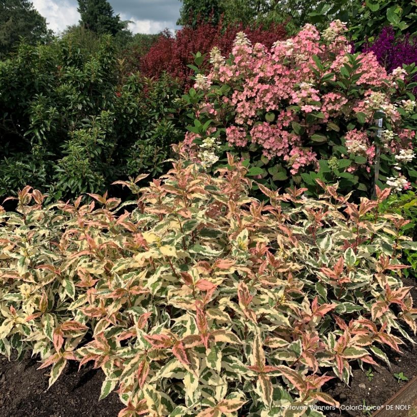 Diervilla Kodiak Mixx - Buschgeißblatt (Wuchs)