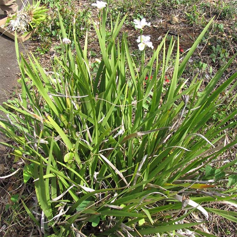 Dietes grandiflora - Dietes (Wuchs)