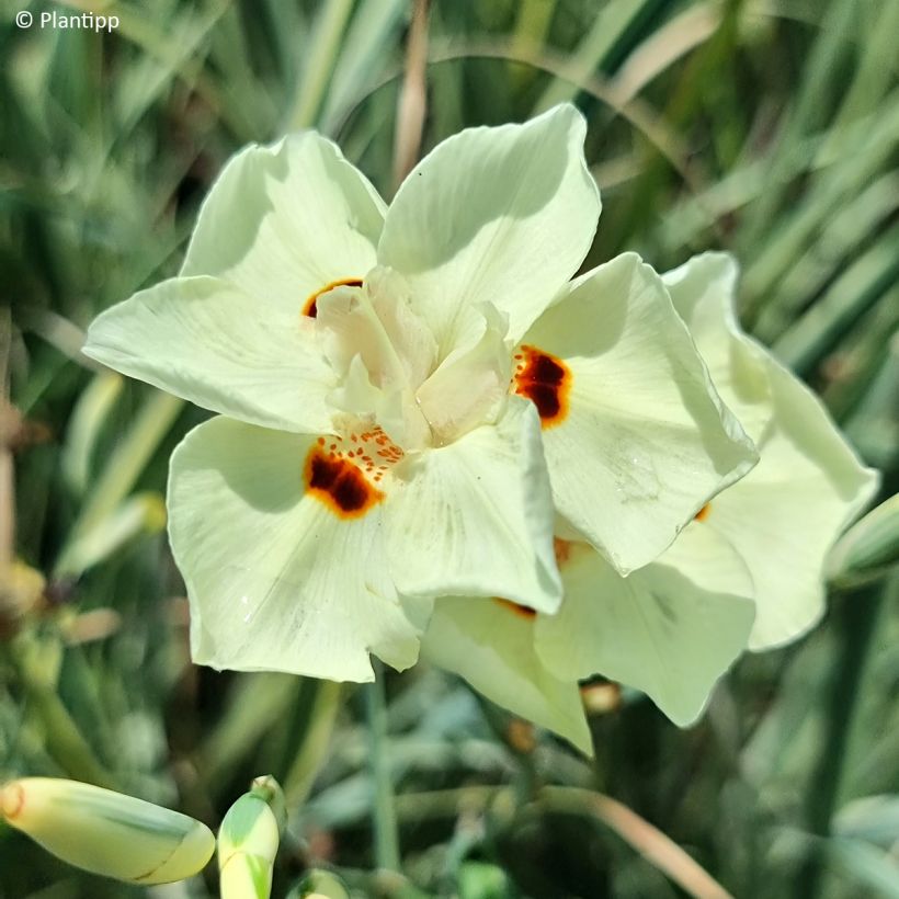 Dietes bicolor Milky Way (Blüte)