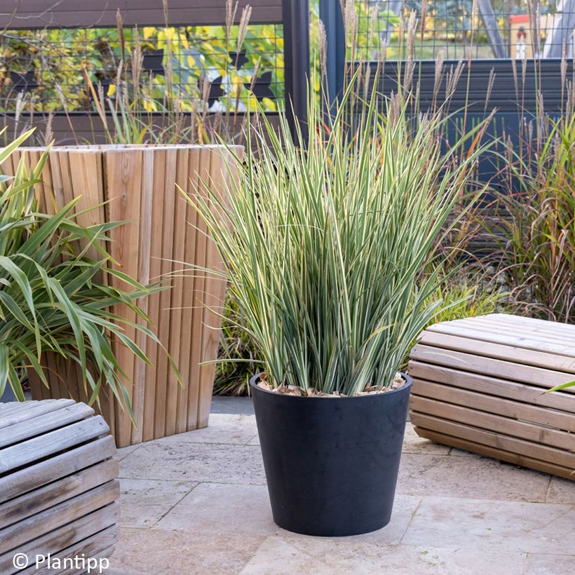 Dietes bicolor Milky Way (Wuchs)