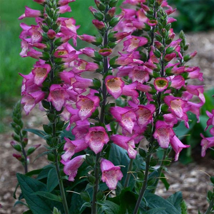 Digitalis Berry Canary - Fingerhut (Wuchs)