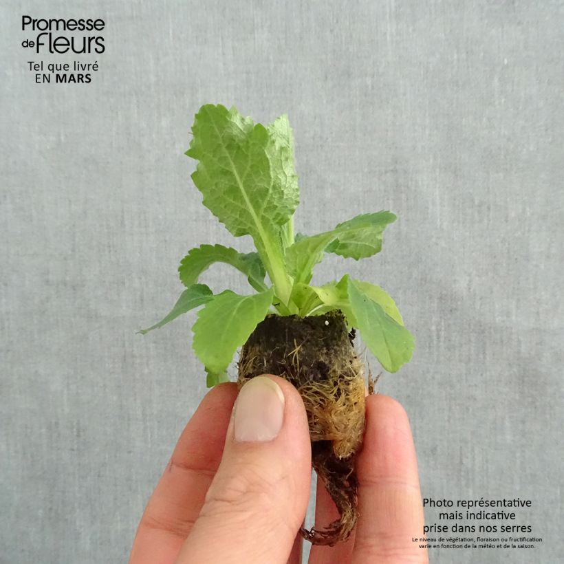 Exemplar von Digitalis Berry Canary - Fingerhut Mini-Plug Ø 3/4 cm wie im Frühjahr geliefert