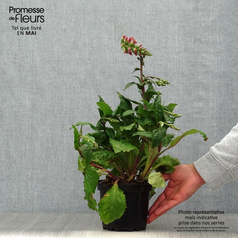 Exemplar von Digitalis Berry Canary - Fingerhut Topf mit 3L/4L wie im Frühjahr geliefert