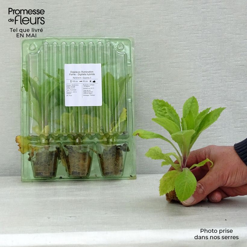 Example of Fingerhut Digiplexis Illumination Flame - Digitalis Mini-Plug Ø 3/4 cm as you get in printemps