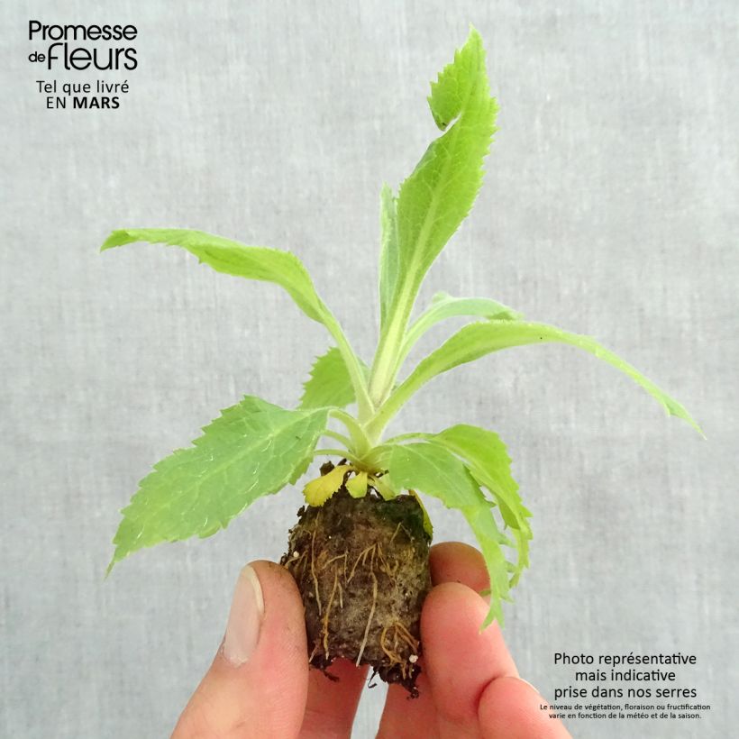 Example of Fingerhut Digiplexis Illumination Raspberry - Digitalis Mini-Plug Ø 3/4 cm as you get in printemps