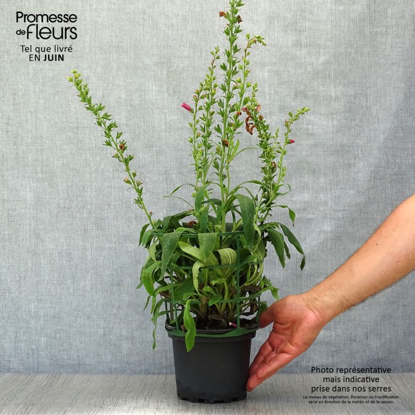 Exemplar von Fingerhut Digiplexis Illumination Raspberry - Digitalis Topf mit 2L/3L wie im Sommer geliefert