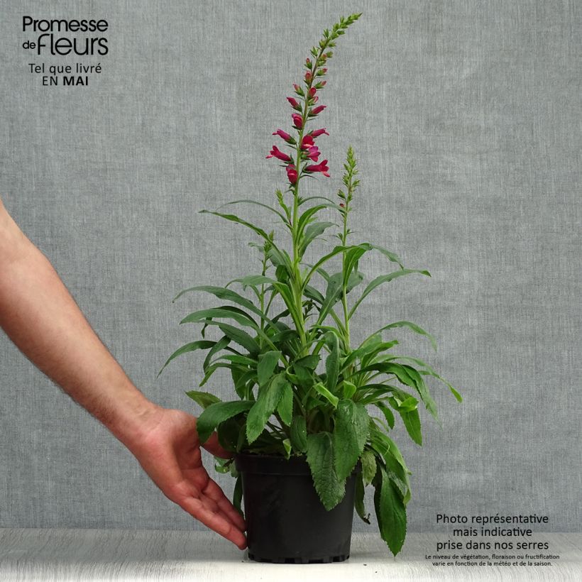Example of Fingerhut Digiplexis Illumination Raspberry - Digitalis Topf mit 2L/3L as you get in printemps