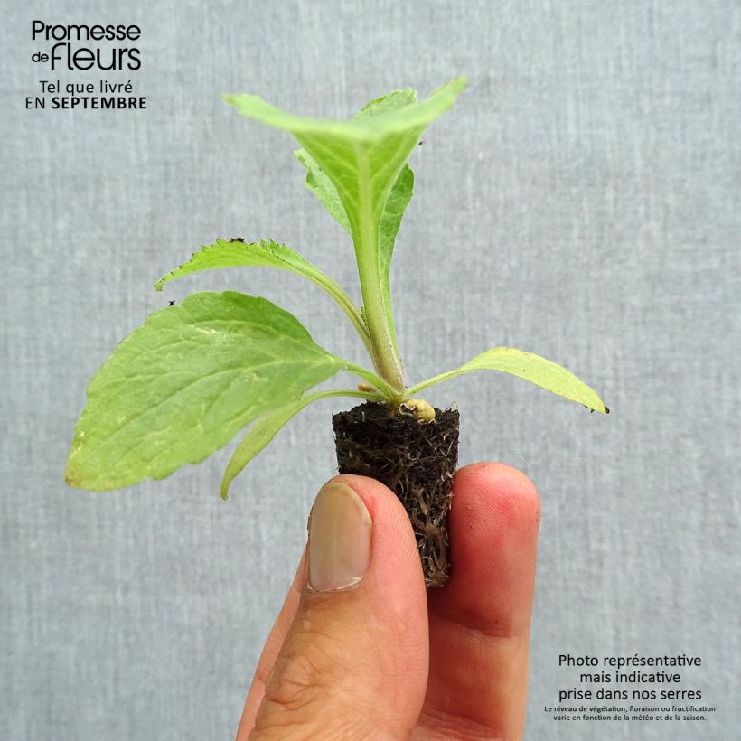 Example of Digitalis Dalmatian - Fingerhut Mini-Plug Ø 1,5/2,5 cm as you get in automne