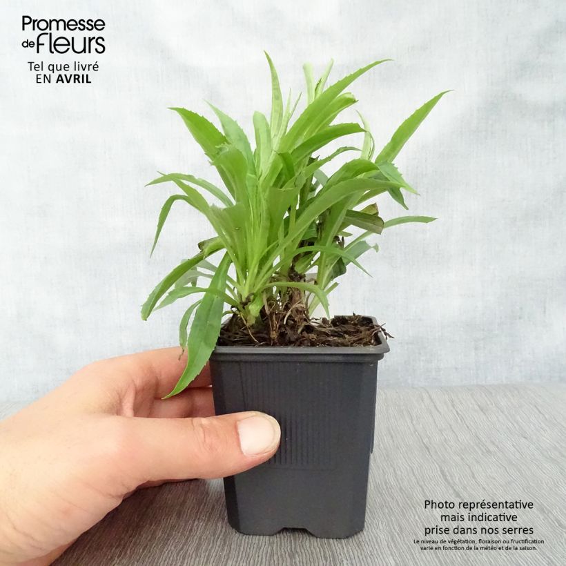 Example of Digitalis Goldcrest - Fingerhut Kleine Töpfe von 8/9 cm as you get in printemps