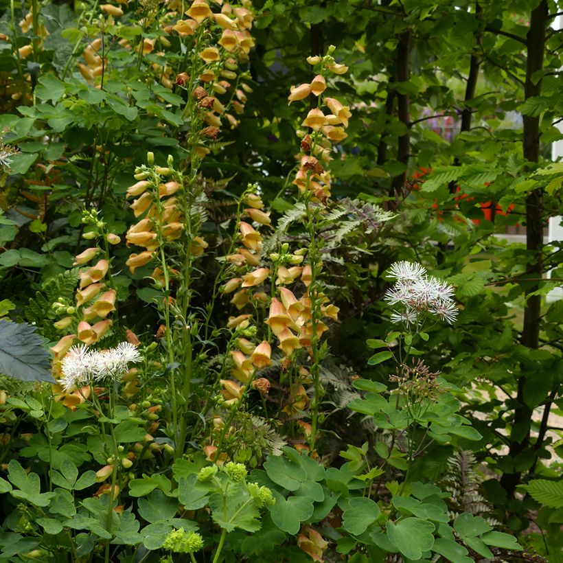 Digitalis Goldcrest - Fingerhut (Plant habit)