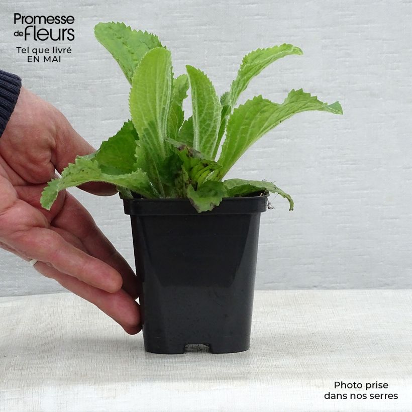 Example of Digitalis mertonensis - Mehrjähriger Fingerhut Kleine Töpfe von 8/9 cm as you get in printemps