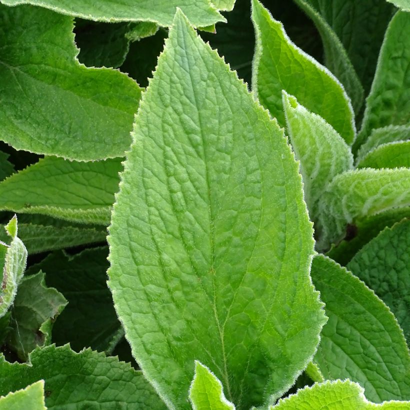 Digitalis mertonensis - Mehrjähriger Fingerhut (Foliage)