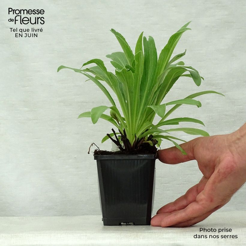 Exemplar von Digitalis parviflora - Kleinblütiger Fingerhut Kleine Töpfe von 8/9 cm wie im Sommer geliefert