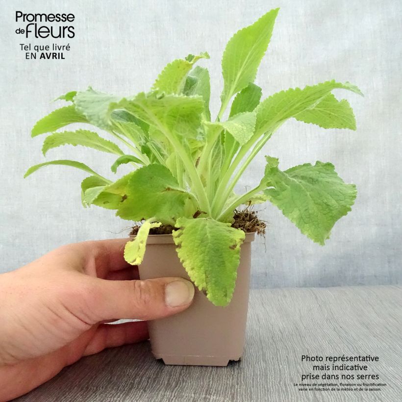 Exemplar von Fingerhut Monstrosa - Digitalis purpurea Kleine Töpfe von 8/9 cm wie im Frühjahr geliefert