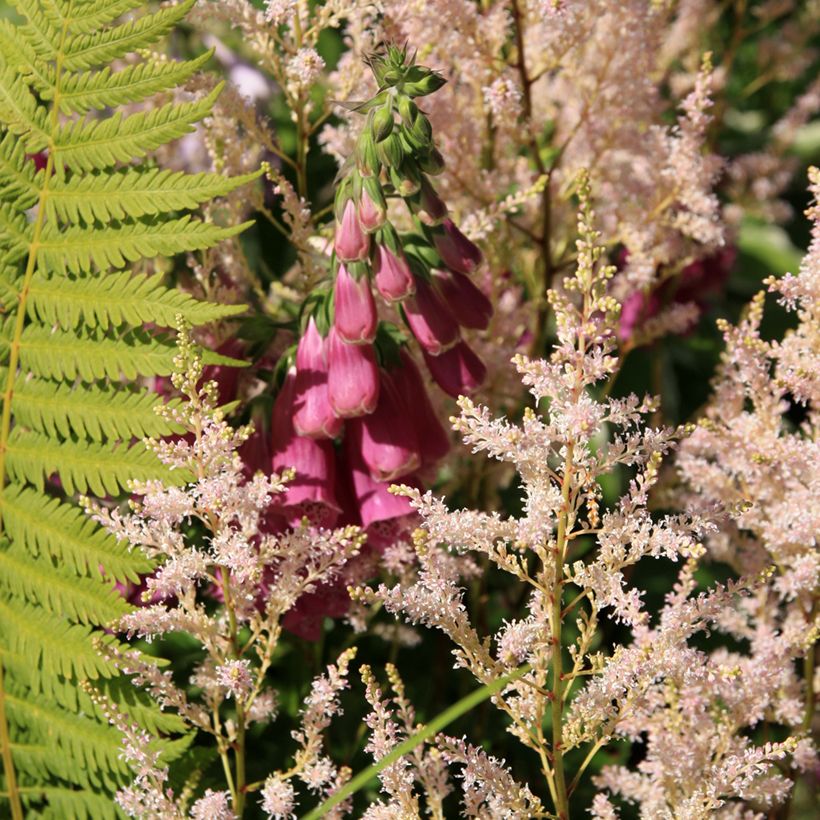 Fingerhut Monstrosa - Digitalis purpurea (Wuchs)