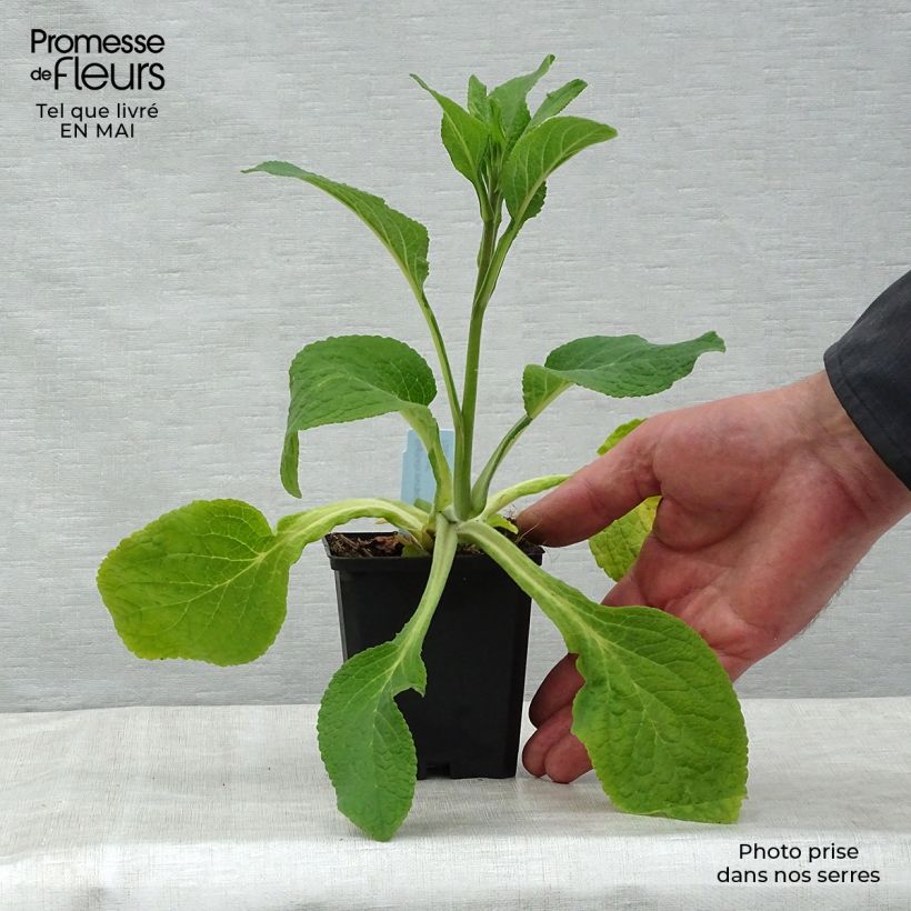 Exemplar von Fingerhut Suttons Apricot - Digitalis purpurea Kleine Töpfe von 7/8 cm wie im Frühjahr geliefert