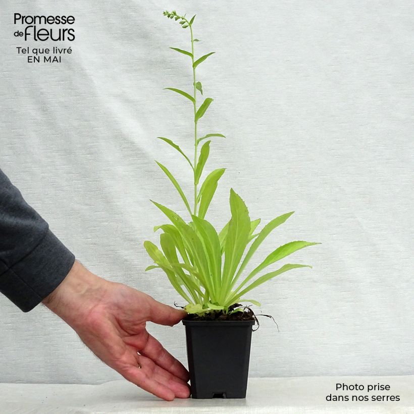 Example of Digitalis lutea - Kleinblütiger Fingerhut Kleine Töpfe von 8/9 cm as you get in printemps