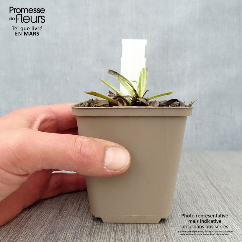 Exemplar von Digitalis laevigata Alba - Kahler Fingerhut Kleine Töpfe von 8/9 cm wie im Frühjahr geliefert