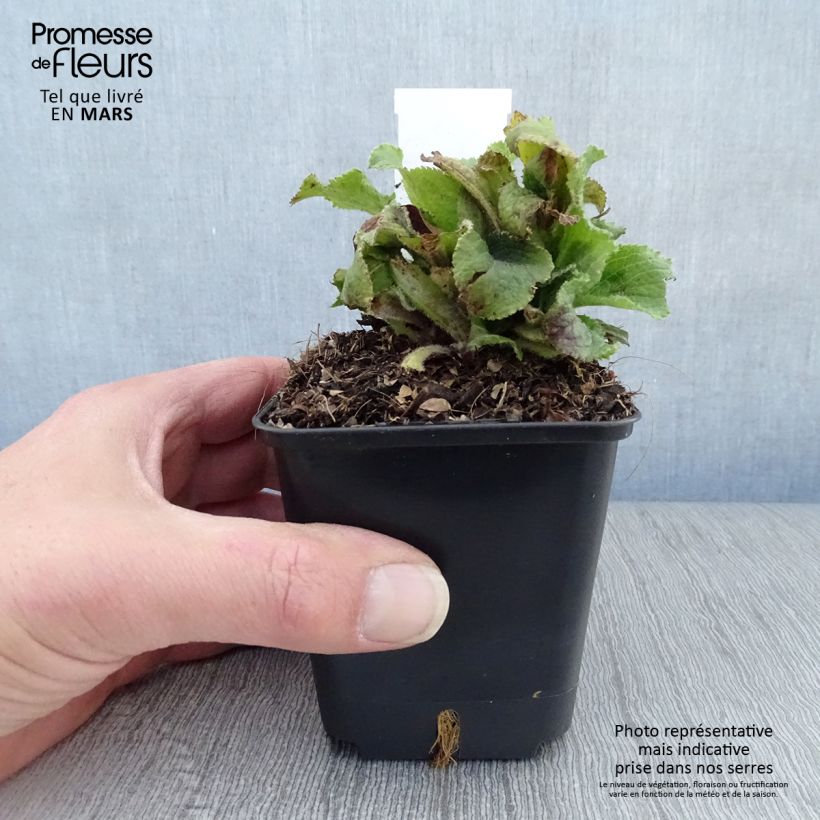 Example of Digitalis mertonensis Summer King - Mehrjähriger Fingerhut Kleine Töpfe von 8/9 cm as you get in printemps