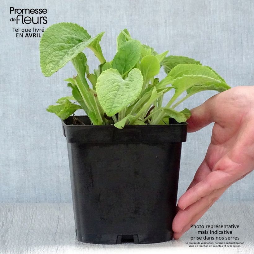 Example of Roter Fingerhut - Digitalis purpurea Topf mit 2L/3L as you get in printemps