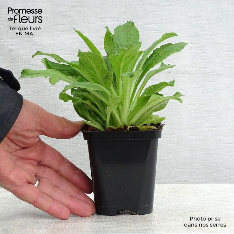 Example of Roter Fingerhut - Digitalis purpurea Kleine Töpfe von 8/9 cm as you get in printemps