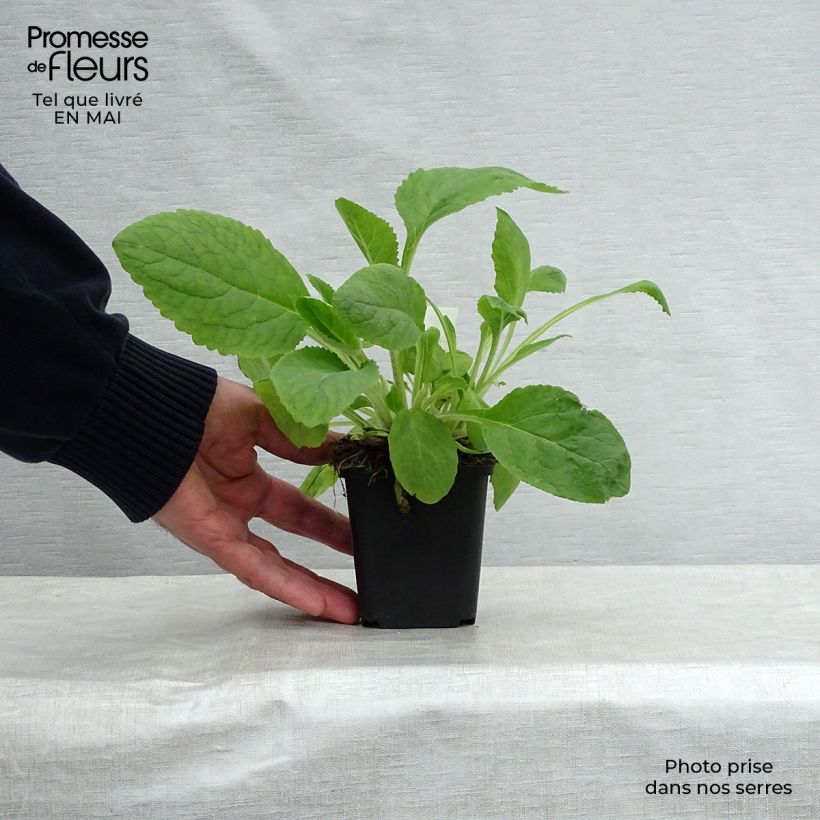 Exemplar von Fingerhut Pam s Choice - Digitalis purpurea Kleine Töpfe von 8/9 cm wie im Frühjahr geliefert