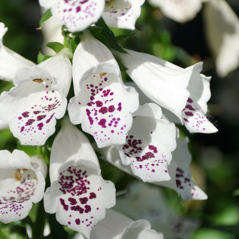 Fingerhut Dalmatian White F1 (Samen) - Digitalis purpurea (Flowering)