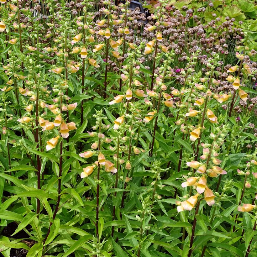 Fingerhut Spice Island - Digitalis (Wuchs)