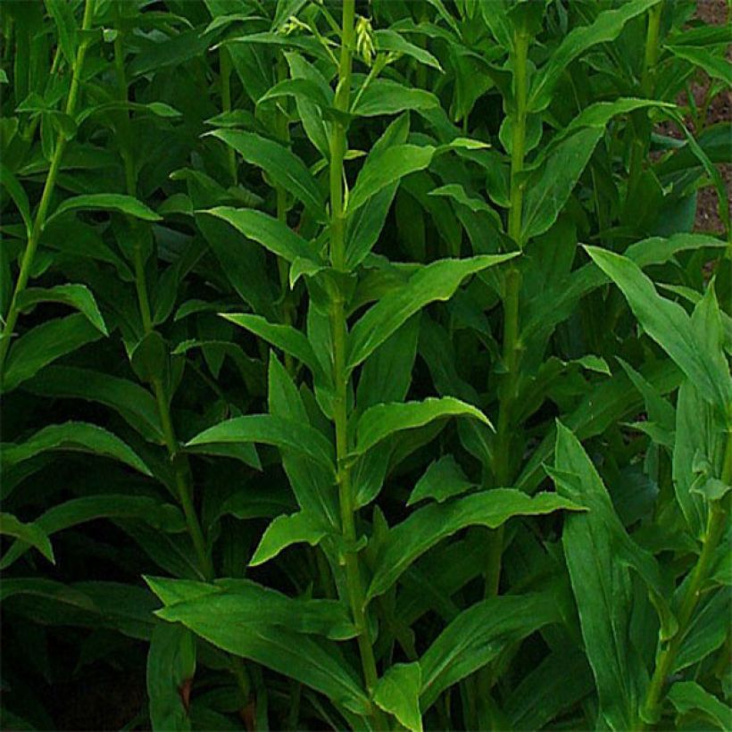 Digitalis lutea - Kleinblütiger Fingerhut (Foliage)