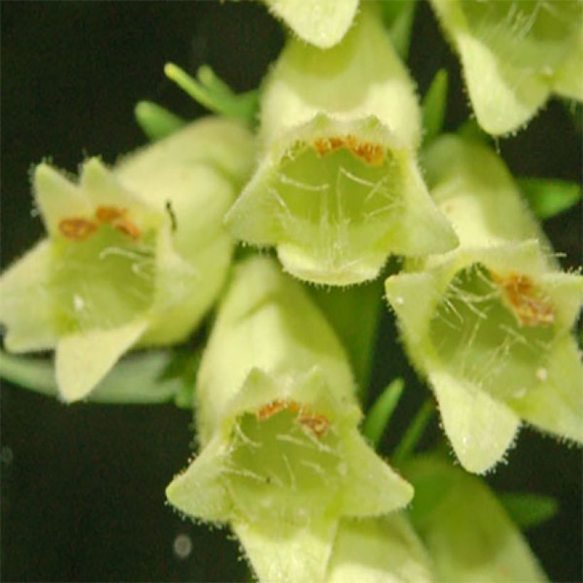 Digitalis lutea - Kleinblütiger Fingerhut (Flowering)