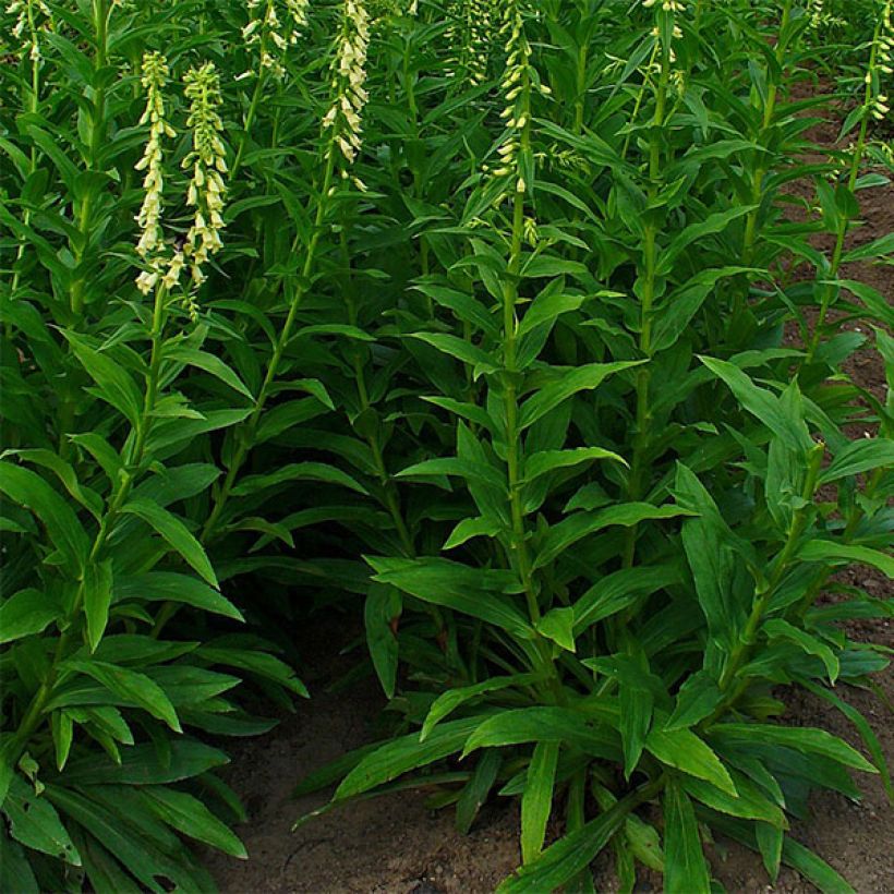 Digitalis lutea - Kleinblütiger Fingerhut (Plant habit)