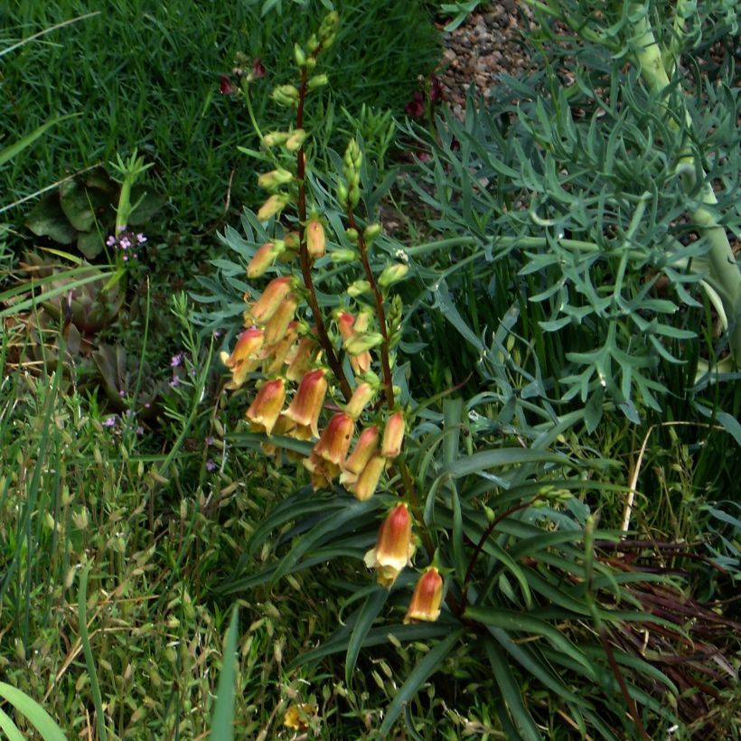 Digitalis obscura - Dunkler Fingerhut (Plant habit)