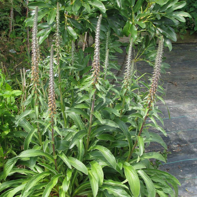 Digitalis parviflora - Kleinblütiger Fingerhut (Wuchs)