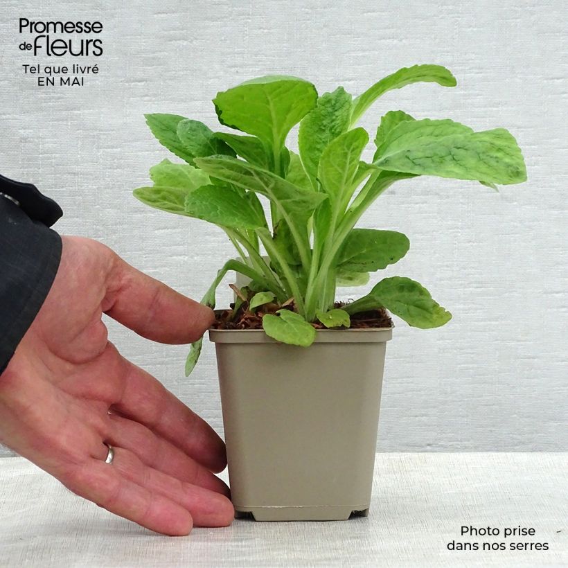 Example of Fingerhut Alba - Digitalis purpurea Kleine Töpfe von 8/9 cm as you get in printemps