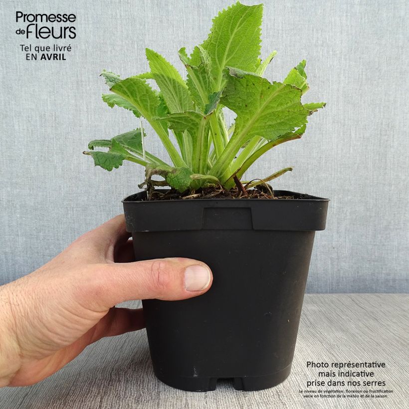 Example of Fingerhut Alba - Digitalis purpurea Topf mit 2L/3L as you get in printemps