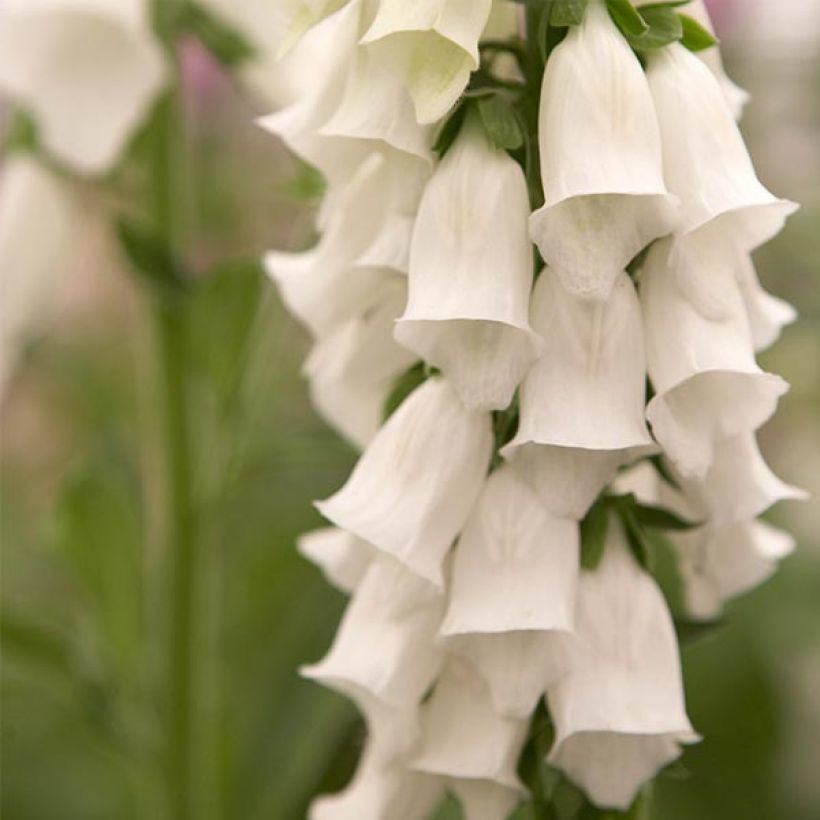 Fingerhut Snow Thimble - Digitalis purpurea (Blüte)