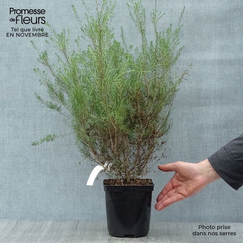 Exemplar von Diosma hirsuta Pink Fountain - Götterduft Topf mit 2L/3L wie im Herbst geliefert