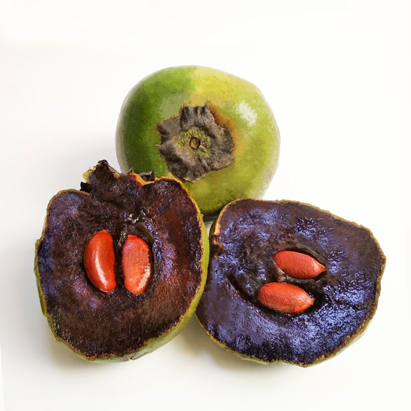 Diospyros digyna - Schwarze Sapote (Ernte)