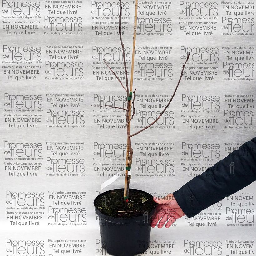 Example of Virginische Dattelpflaume SAA Pieper - Diospyros virginiana Topf mit 4L/5L as you get