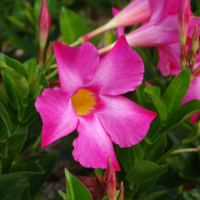 Dipladenia Bella Pink - Mandevilla (Blüte)