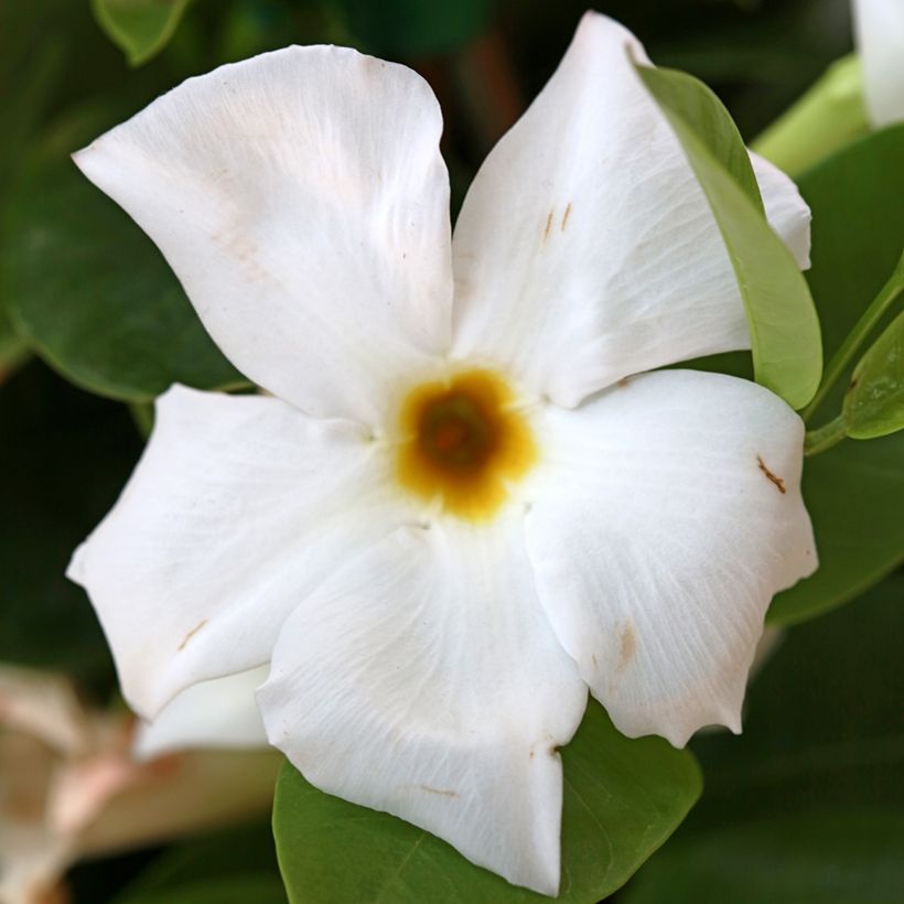 Dipladenia BELLA White - Mandevilla (Blüte)