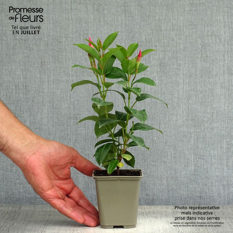 Exemplar von Dipladenia Diamantina Jade Rose - Mandevilla Topf mit 2L/3L wie im Sommer geliefert