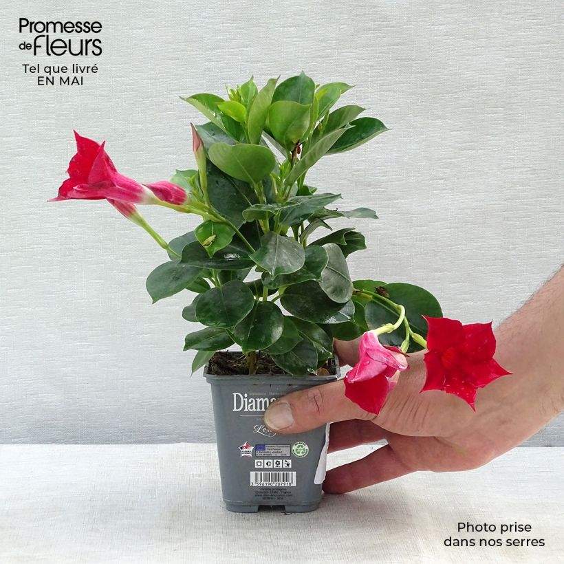 Exemplar von Dipladenia Diamantina Jade Scarlet - Mandevilla Topf 10 cm/11cm wie im Frühjahr geliefert