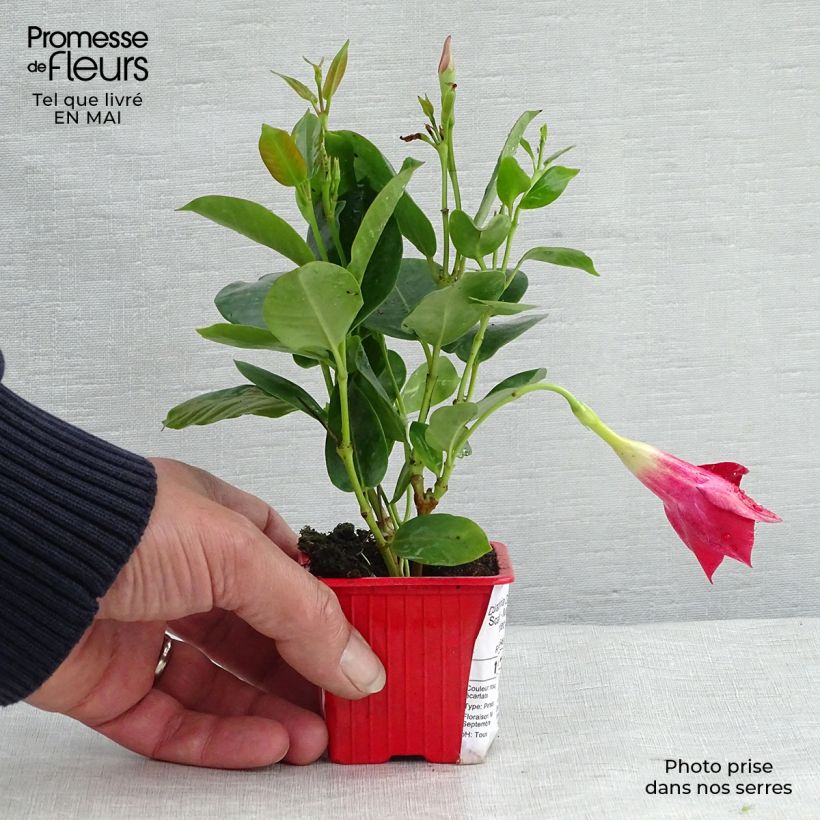 Exemplar von Dipladenia Diamantina Jade Scarlet - Mandevilla Kleine Töpfe von 7/8 cm wie im Frühjahr geliefert